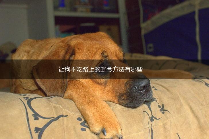 让狗不吃路上的野食方法有哪些,第1张