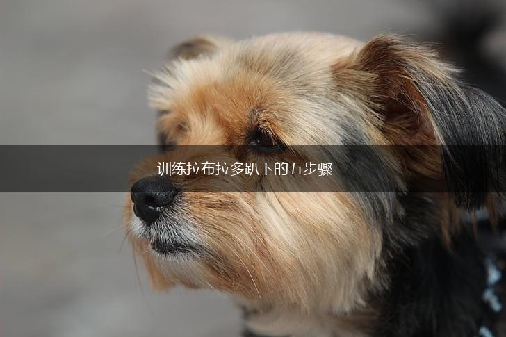 训练拉布拉多趴下的五步骤,第1张