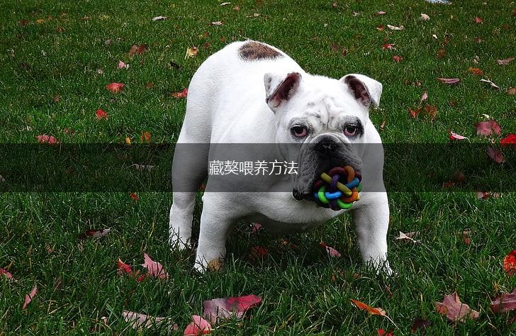 藏獒喂养方法,第1张