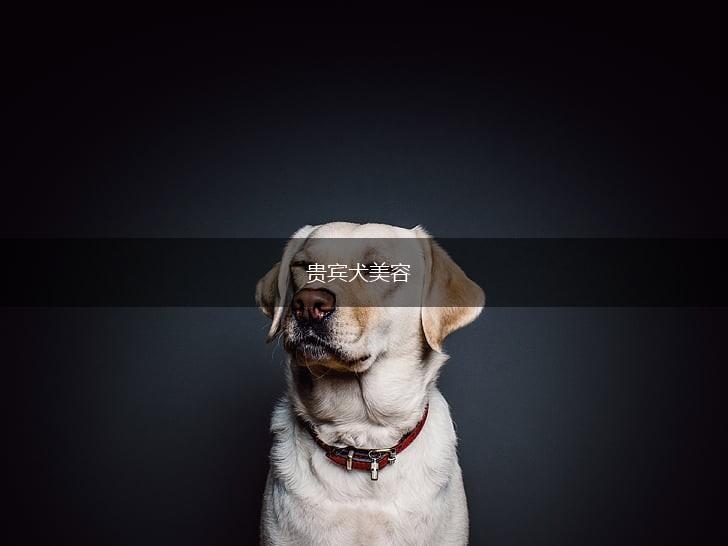 贵宾犬美容,第1张