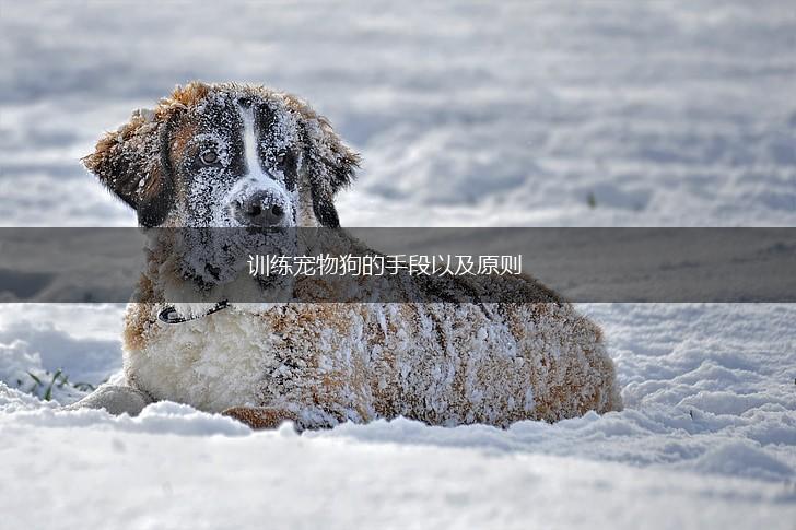 训练宠物狗的手段以及原则,第1张