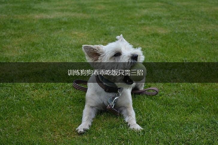 训练狗狗乖乖吃饭只需三招,第1张