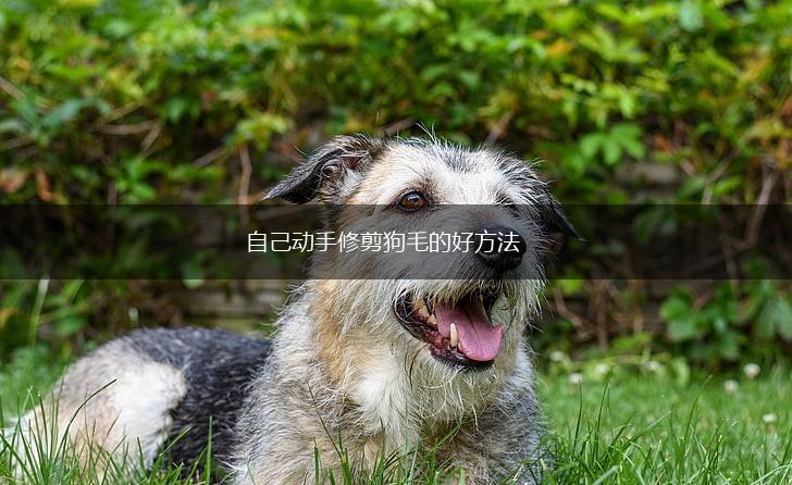 自己动手修剪狗毛的好方法,第1张