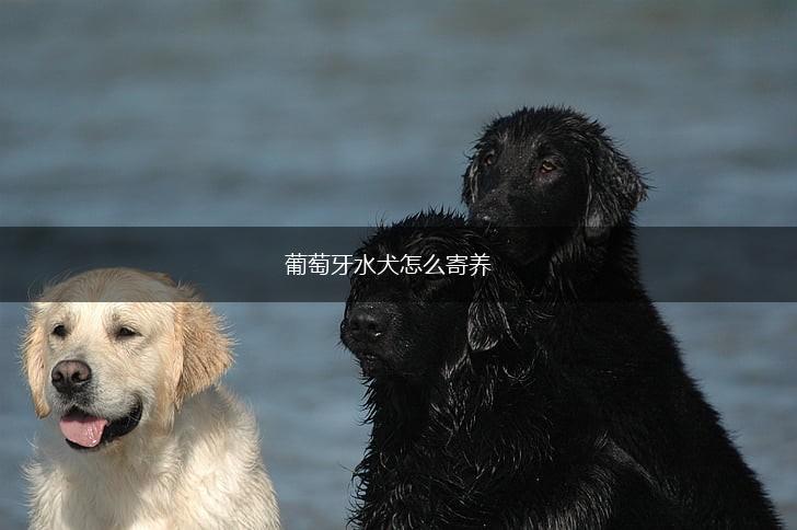 葡萄牙水犬怎么寄养,第1张