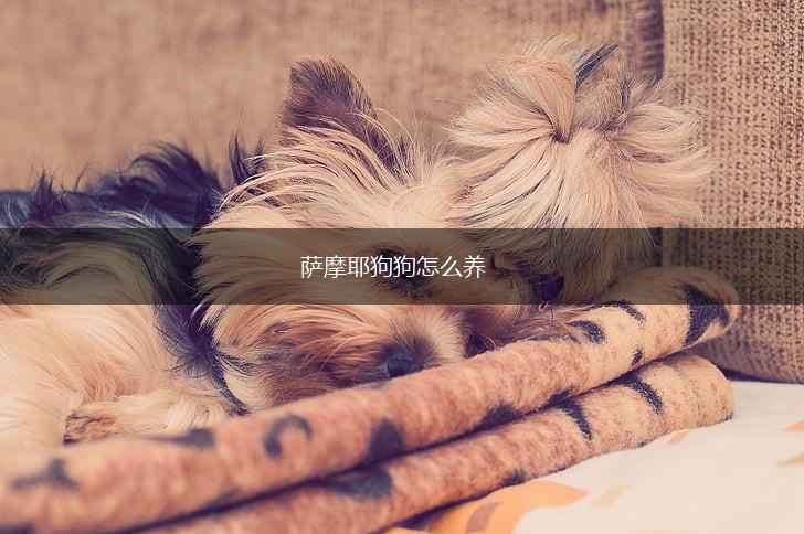 萨摩耶狗狗怎么养,第1张