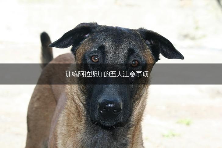 训练阿拉斯加的五大注意事项,第1张 训练阿拉斯加的五大注意事项,第1张