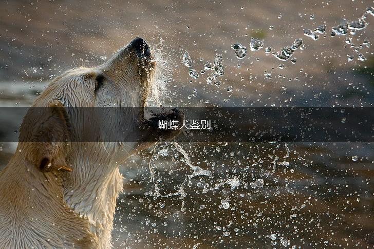 蝴蝶犬鉴别,第1张