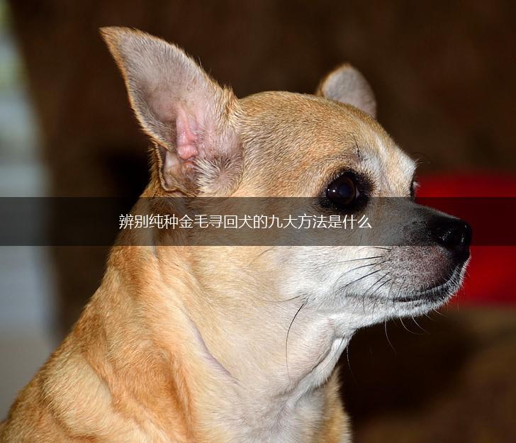 辨别纯种金毛寻回犬的九大方法是什么,第1张
