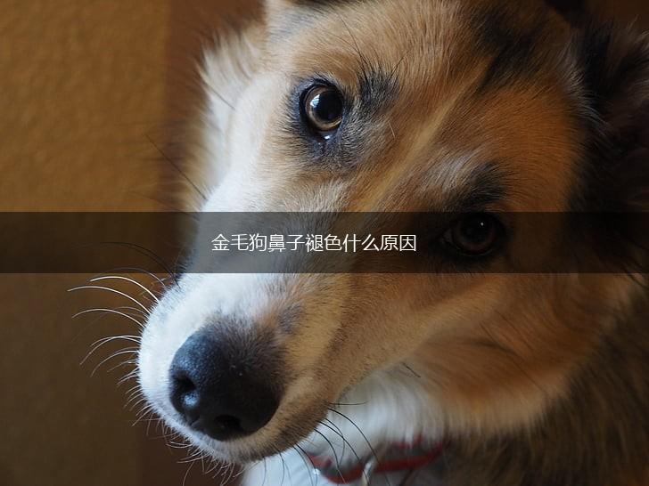 金毛狗鼻子褪色什么原因,第1张