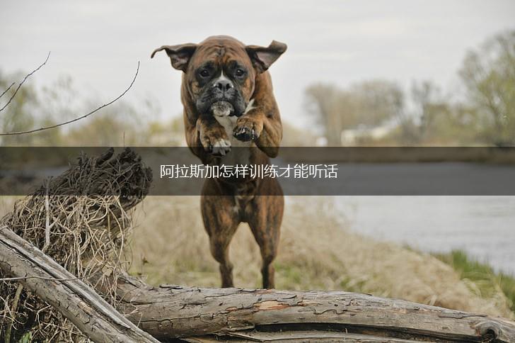 阿拉斯加怎样训练才能听话,第1张