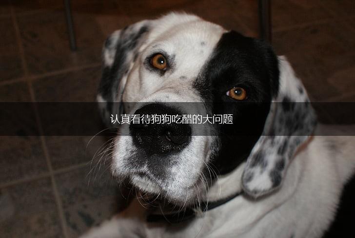 认真看待狗狗吃醋的大问题,第1张