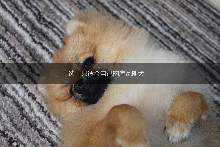 选一只适合自己的库瓦斯犬,第1张