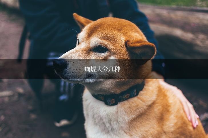 蝴蝶犬分几种,第1张