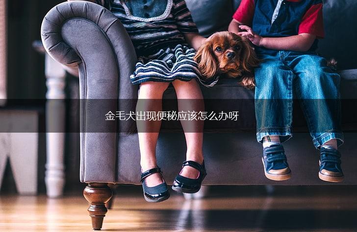 金毛犬出现便秘应该怎么办呀,第1张