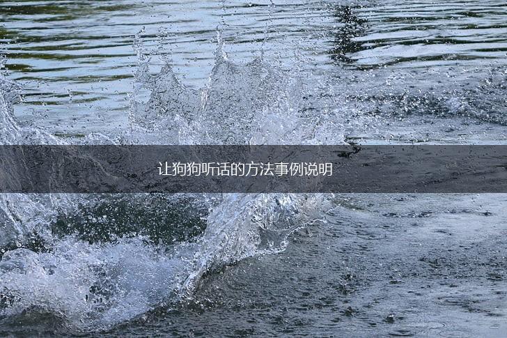 让狗狗听话的方法事例说明,第1张