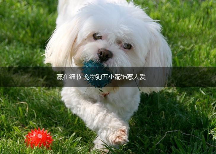 赢在细节 宠物狗五小配饰惹人爱,第1张