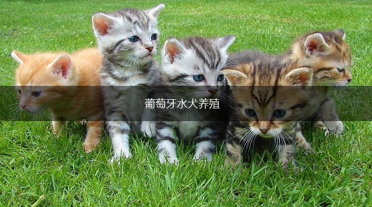 葡萄牙水犬养殖,第1张 葡萄牙水犬养殖,第1张