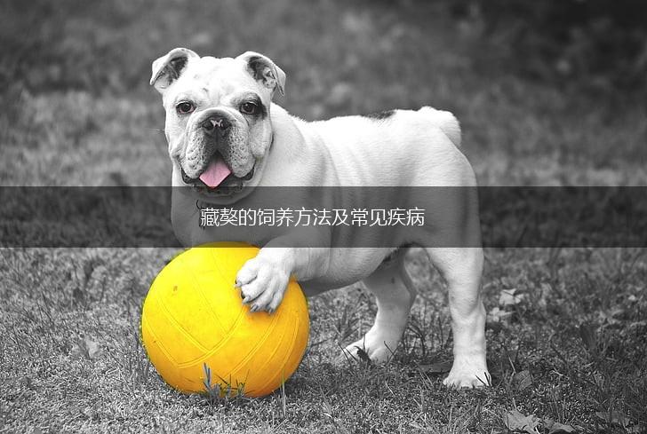 藏獒的饲养方法及常见疾病,第1张 藏獒的饲养方法及常见疾病,第1张