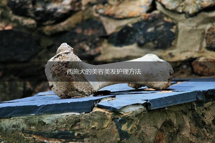 西施犬的美容美发护理方法,第1张