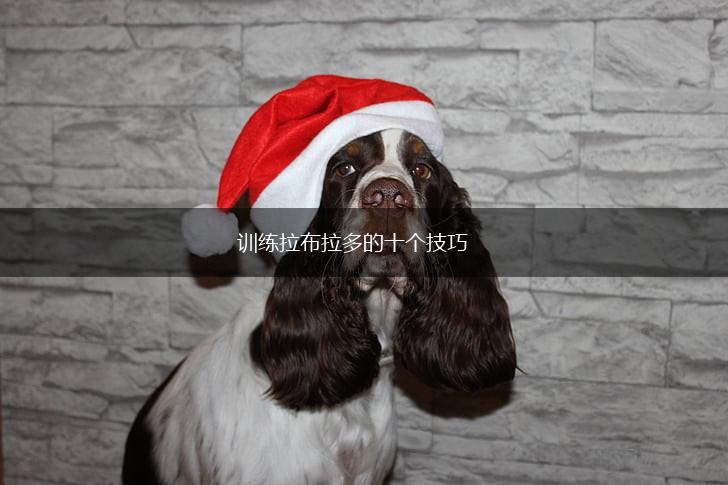 训练拉布拉多的十个技巧,第1张 训练拉布拉多的十个技巧,第1张