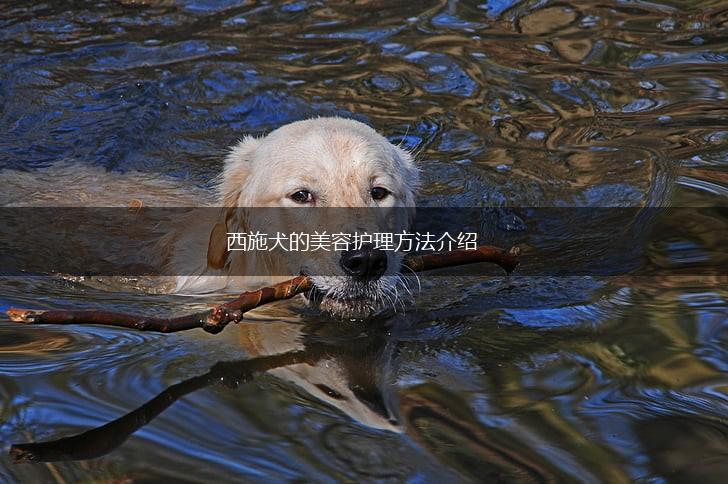 西施犬的美容护理方法介绍,第1张