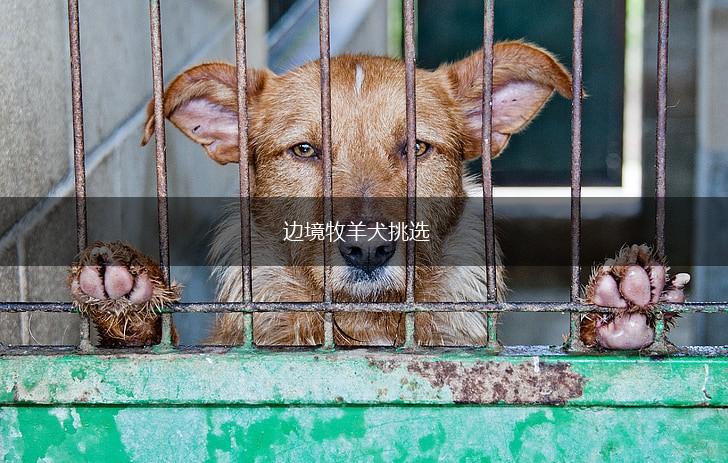 边境牧羊犬挑选,第1张