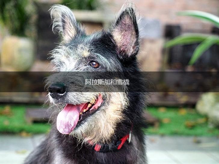 阿拉斯加和雪橇,第1张