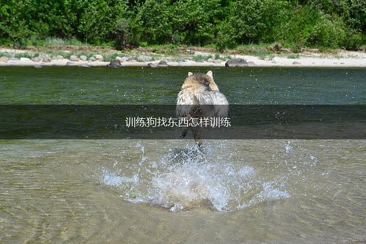 训练狗找东西怎样训练,第1张 训练狗找东西怎样训练,第1张