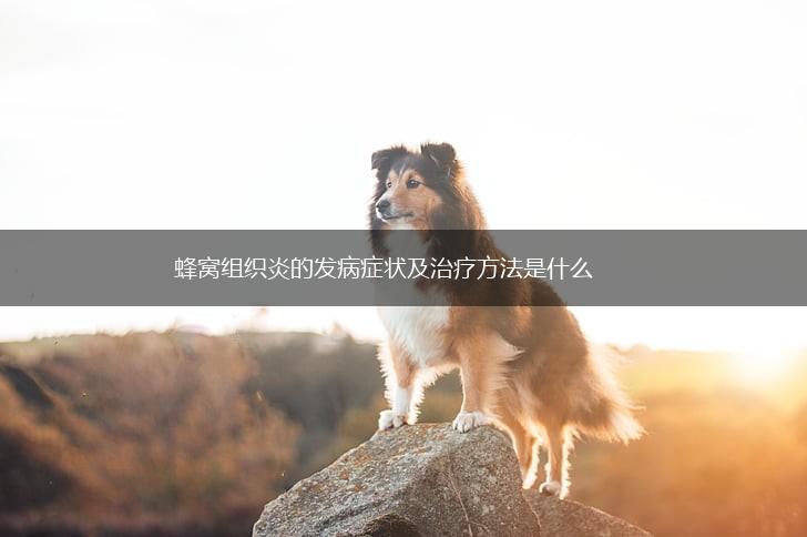 蜂窝组织炎的发病症状及治疗方法是什么,第1张 蜂窝组织炎的发病症状及治疗方法是什么,第1张