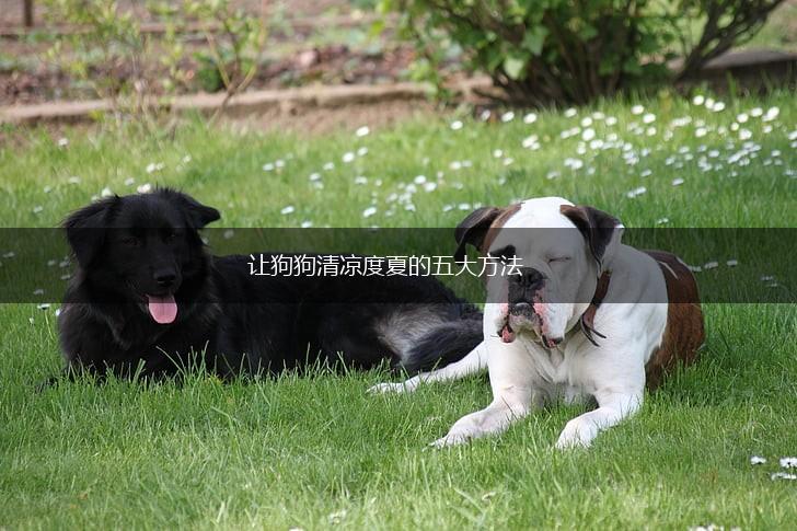 让狗狗清凉度夏的五大方法,第1张
