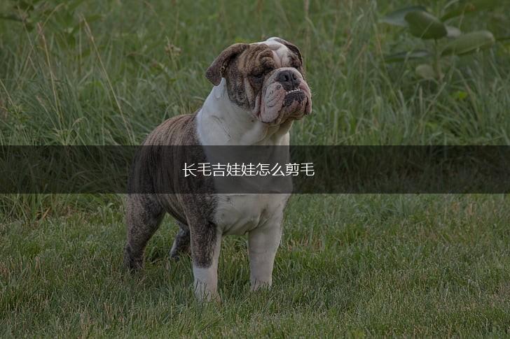 长毛吉娃娃怎么剪毛,第1张