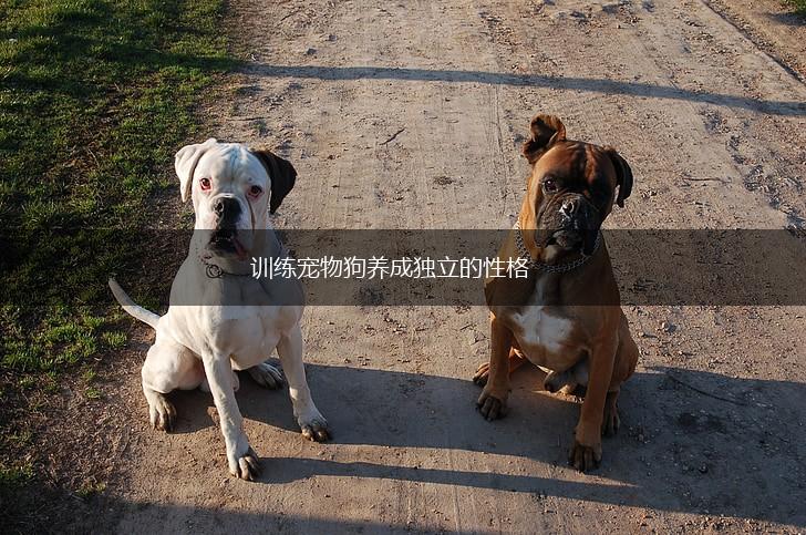 训练宠物狗养成独立的性格,第1张