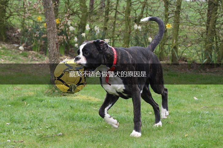 藏獒不适合做警犬的原因是,第1张