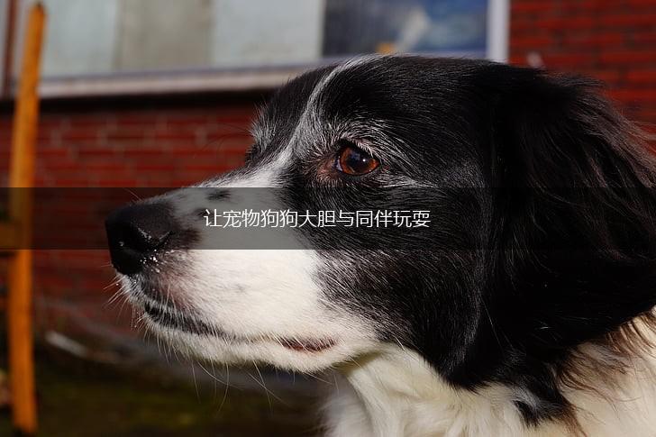 让宠物狗狗大胆与同伴玩耍,第1张