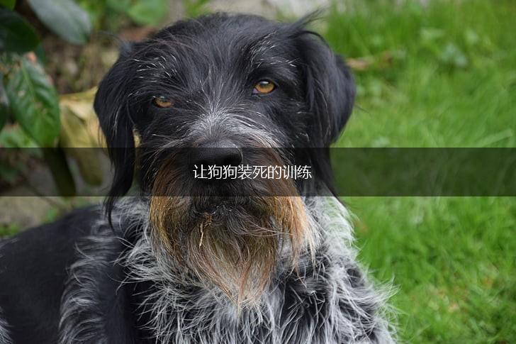 让狗狗装死的训练,第1张