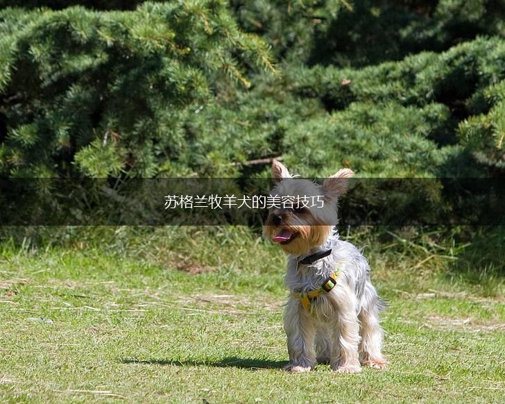 苏格兰牧羊犬的美容技巧,第1张 苏格兰牧羊犬的美容技巧,第1张