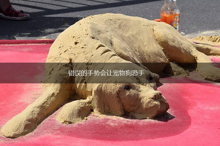 错误的手势会让宠物狗恐手,第1张