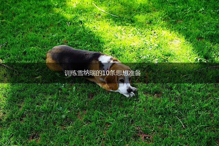 训练雪纳瑞的10条思想准备,第1张