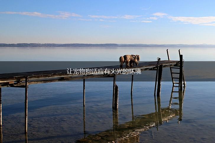 让宠物狗适应有火光的环境,第1张