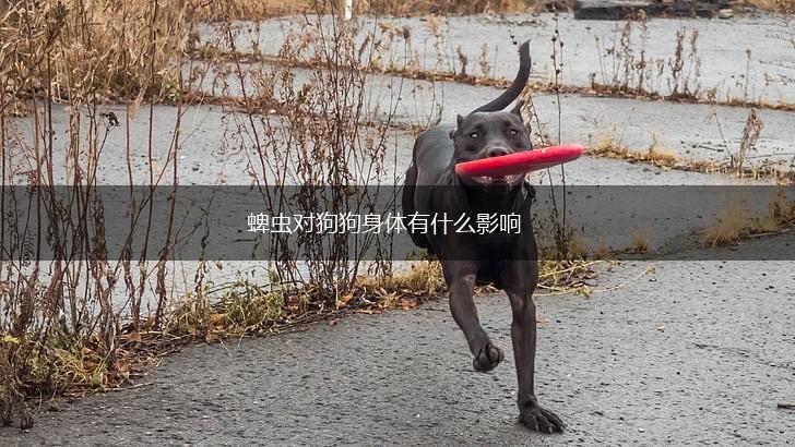 蜱虫对狗狗身体有什么影响,第1张