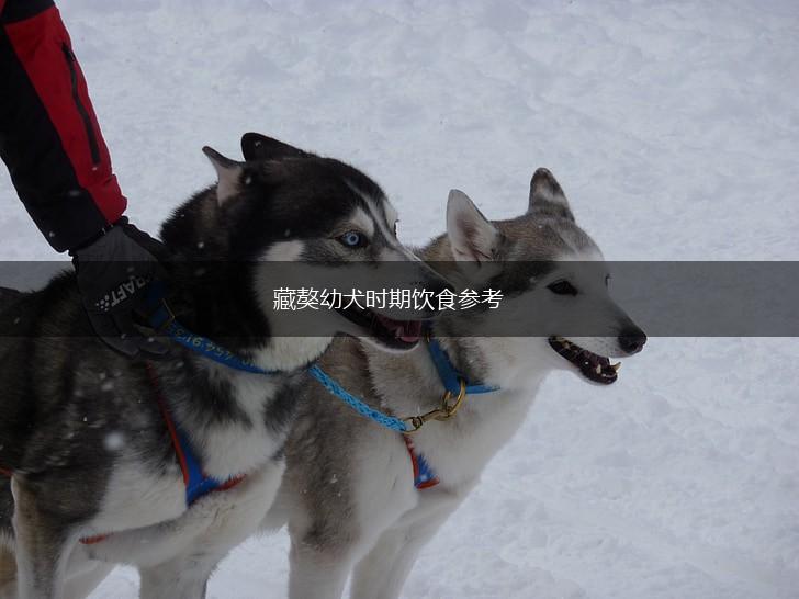 藏獒幼犬时期饮食参考,第1张