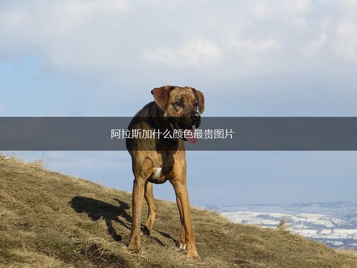 阿拉斯加什么颜色最贵图片,第1张