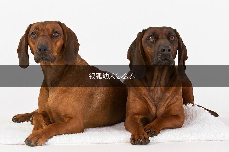 银狐幼犬怎么养,第1张 银狐幼犬怎么养,第1张