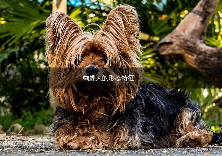 蝴蝶犬的形态特征,第1张