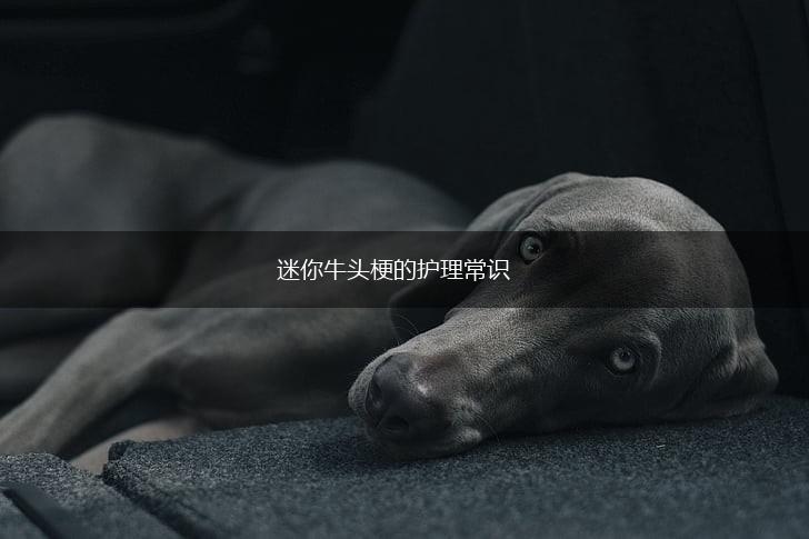 迷你牛头梗的护理常识,第1张