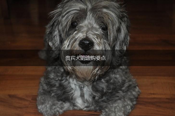 贵宾犬的选购要点,第1张 贵宾犬的选购要点,第1张