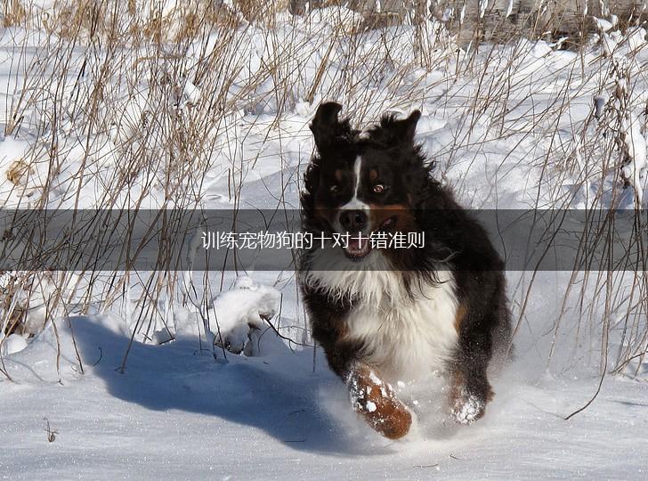 训练宠物狗的十对十错准则,第1张 训练宠物狗的十对十错准则,第1张