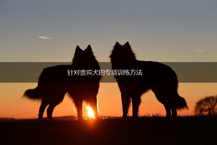 针对贵宾犬的专项训练方法,第1张 针对贵宾犬的专项训练方法,第1张