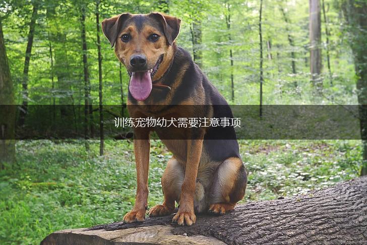 训练宠物幼犬需要注意事项,第1张