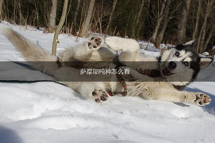 萨摩耶纯种怎么看,第1张